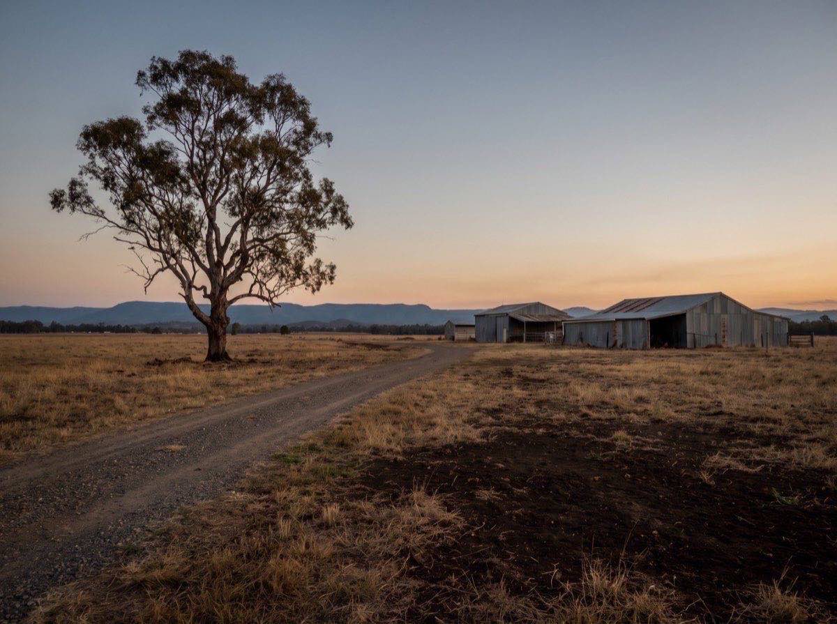 A quiet open paddock at dusk with a single large gum tree beside a gravel track