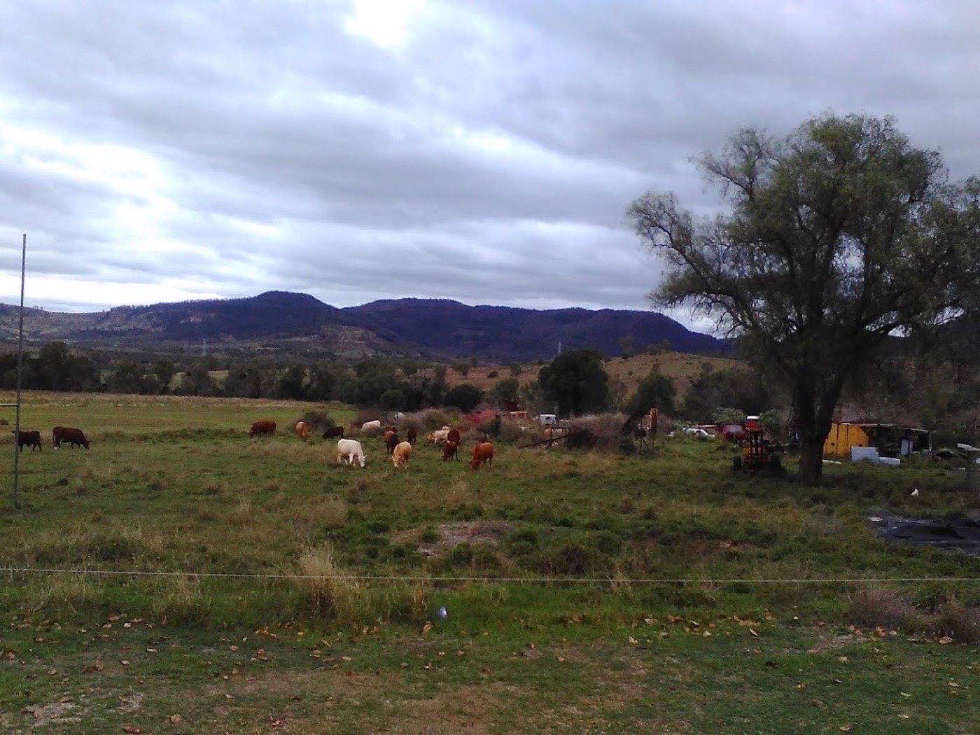 Cattle grazing a paddock with the range rising behind it